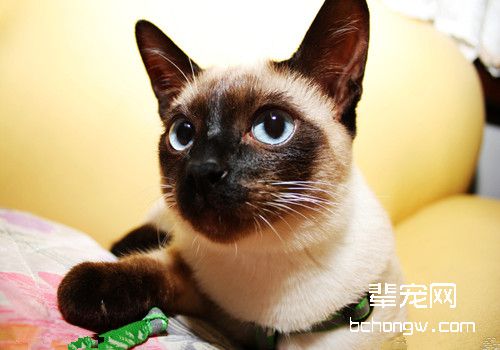 猫咪疾病家庭救急大全