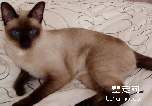 暹罗猫铜缺乏症的原因和治疗