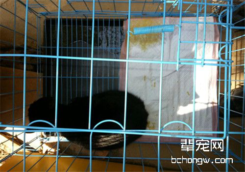 猫常见疾病之猫瘟
