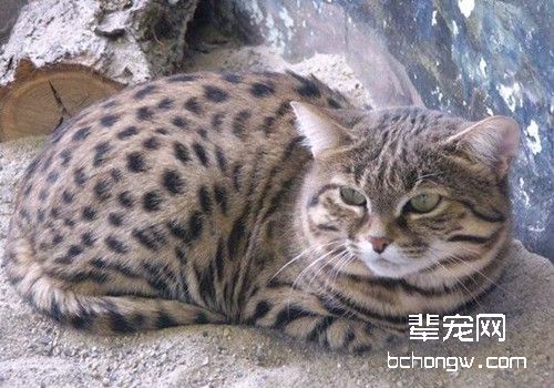 猫咪哪些疾病症状必须去医院