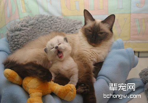 老年猫神经系统疾病的了解