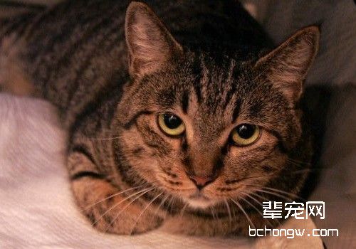 关注猫咪的糖尿病问题