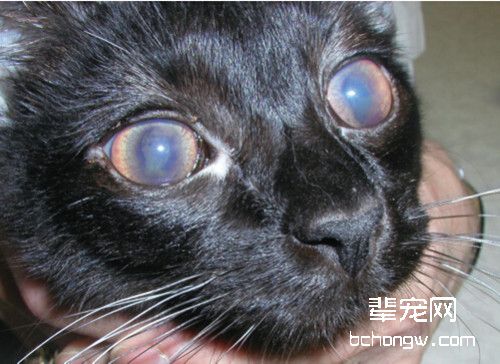 猫传染性腹膜炎