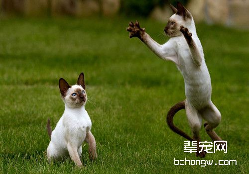 了解猫咪的牙齿和肝脏疾病