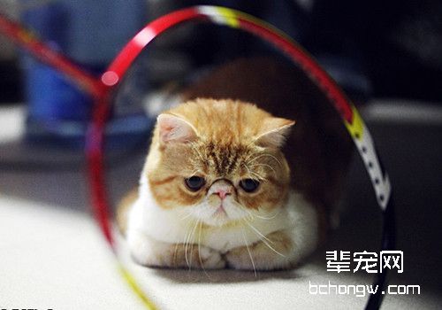 猫咪口臭的解决方法