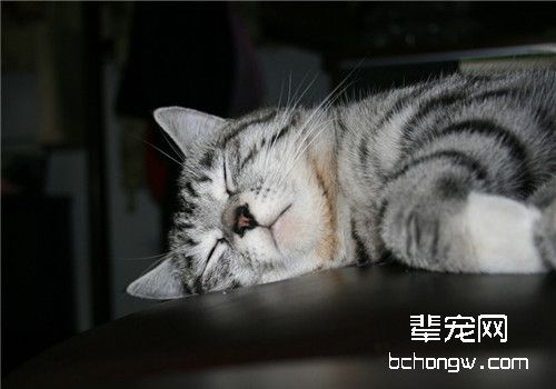 猫咪常见疾病的预防方法