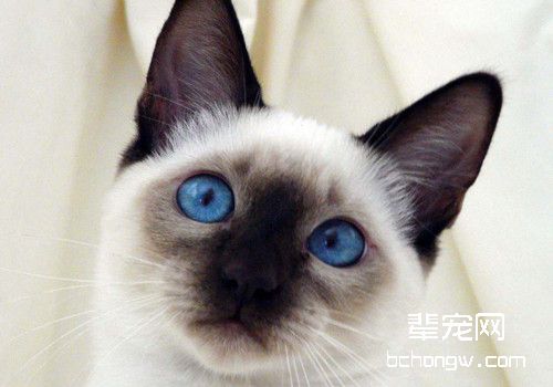 猫咪打呼噜是病吗