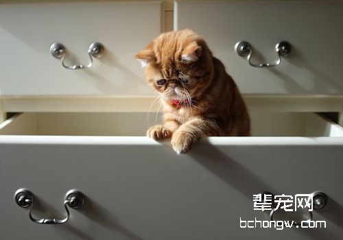 猫咪口臭的原因