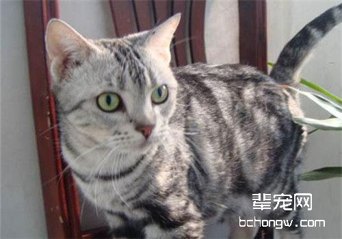 猫咪肠道疾病治疗的常见误区
