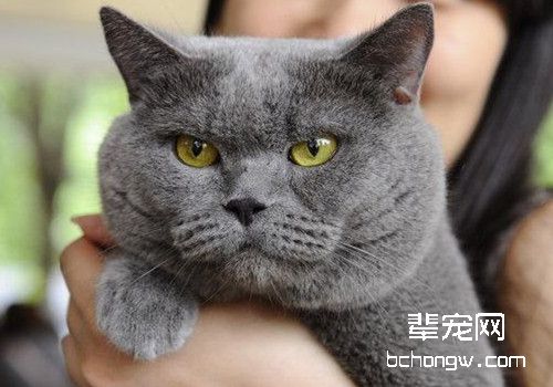 猫咪的耳血肿，主人你知道吗？