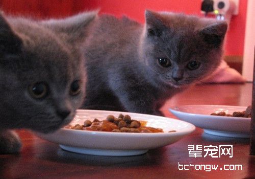 你了解什么是猫爪病吗？