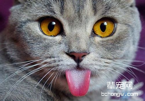苏格兰折耳猫呕吐的常见原因有哪些