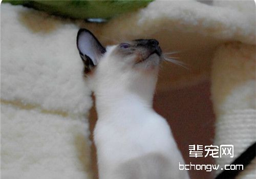 猫咪选配工作的四个要素