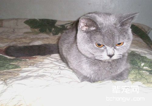 如何发现和治疗猫咪耳螨