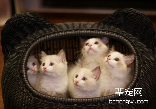 为什么幼猫容易呕吐