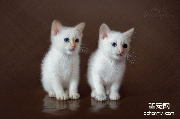 猫咪尾巴断了怎么办