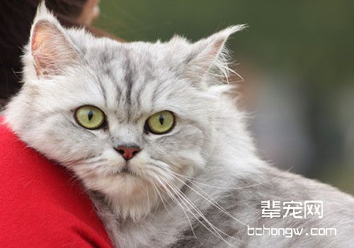 如何检查流浪小猫的健康