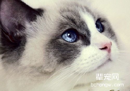 你了解布偶猫的疾病和健康问题吗?