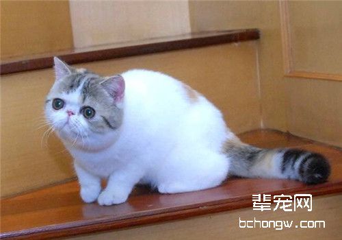 猫咪肠道疾病的预防与养护