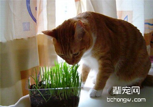 猫咪感染寄生虫的6个途径