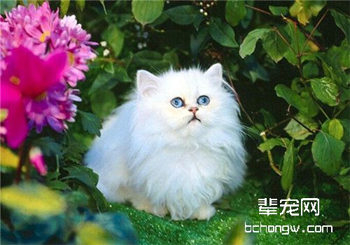 5个方法清除猫咪身上跳蚤