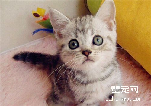 猫咪肠胃炎的一些用药简介