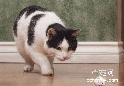 猫误食灭鼠药后如何抢救