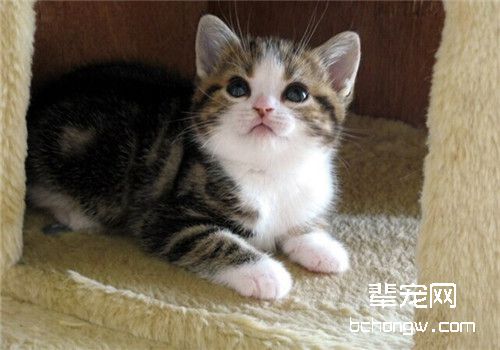 透过猫咪的器官判断病症
