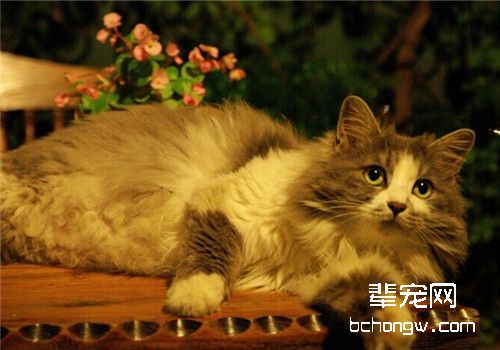 猫咪肥胖会引来哪些疾病