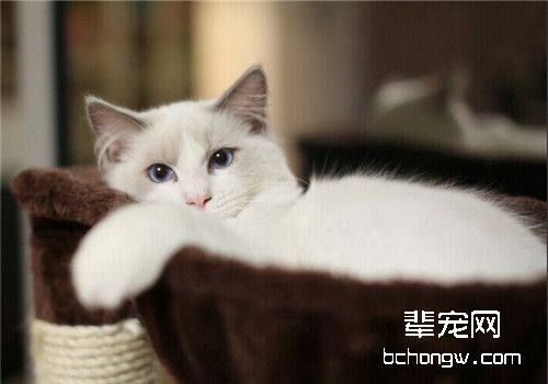 猫肺炎的症状以及治疗