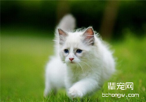 猫咪得了抑郁症的表现