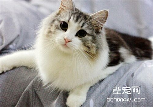 关于猫咪常见的骨骼疾病