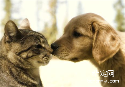 秋季猫犬绝育全攻略