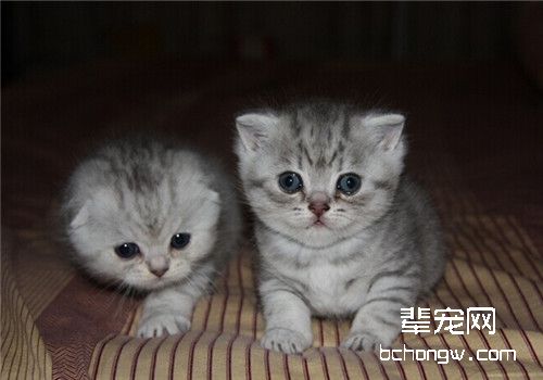 猫肝吸虫病的的诊断及治疗