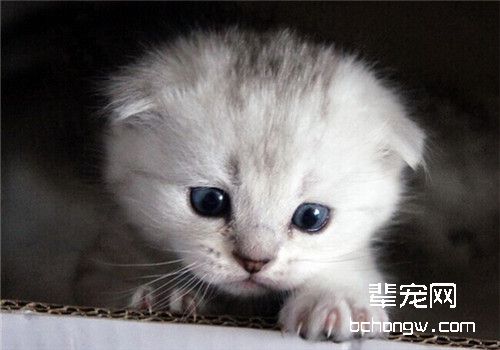 断奶后的仔猫死亡原因