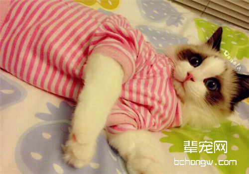 猫肝囊肿的诊断
