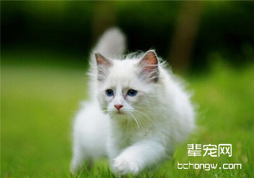 怎样防治弓形虫感染