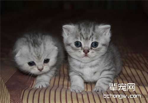 解决猫咪便秘的方法