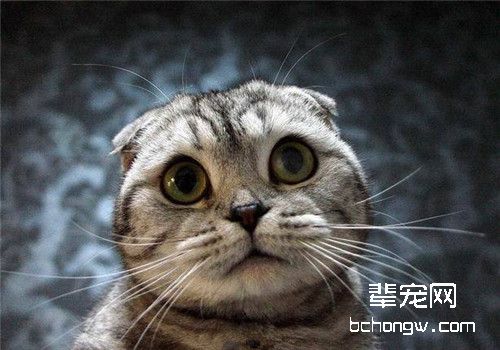 虎斑折耳猫配种的问题