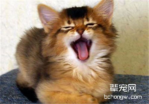 猫咪牙齿发臭怎么办？