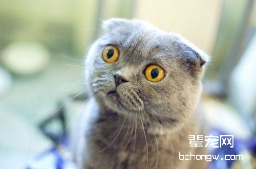 折耳猫流眼泪该怎么办