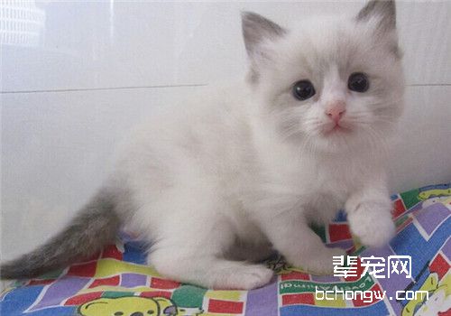 猫咪耳血肿的一般治疗