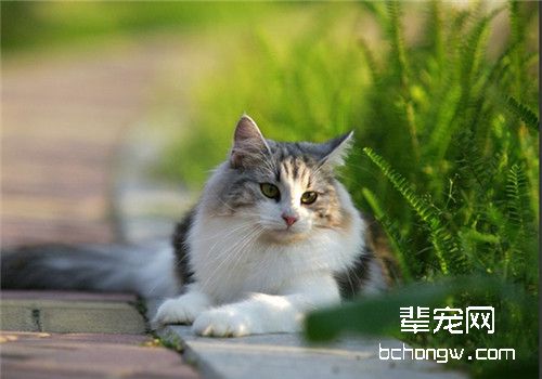 母猫奶水不足的原因