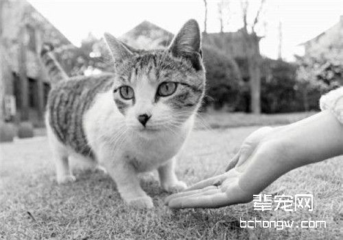 猫咪绝育手术的注意事项