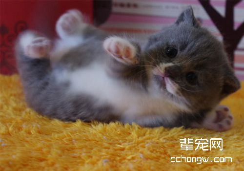 圈养猫咪容易患上忧郁症