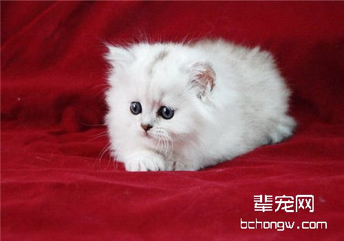 如何解决猫咪便秘