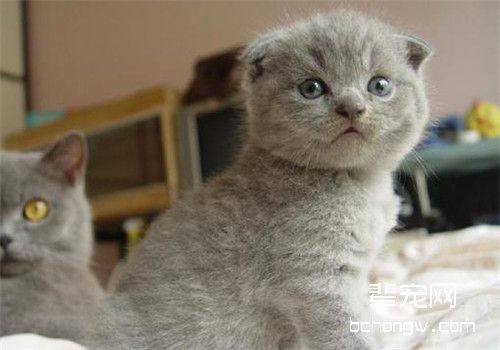 猫咪也会过敏吗？