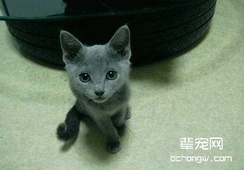 猫咪贫血的防治