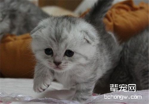苏格兰折耳猫遗传病因