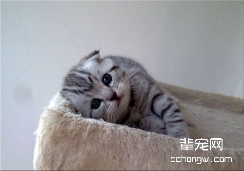 母猫绝育的手术方法